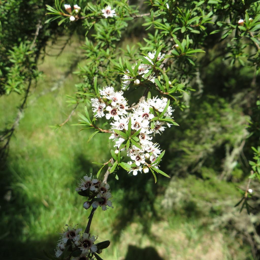 Kunzea