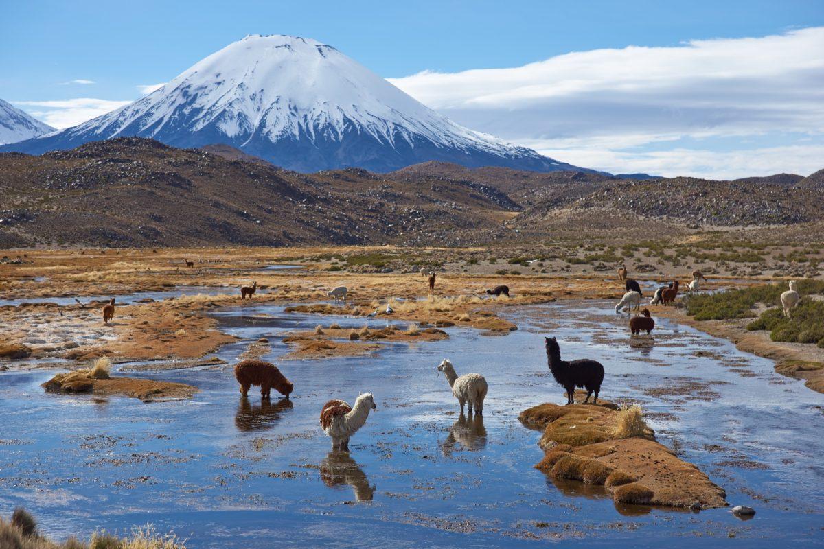 Lauca_National_Park_-_Chiles_High-Altitude_Marvel