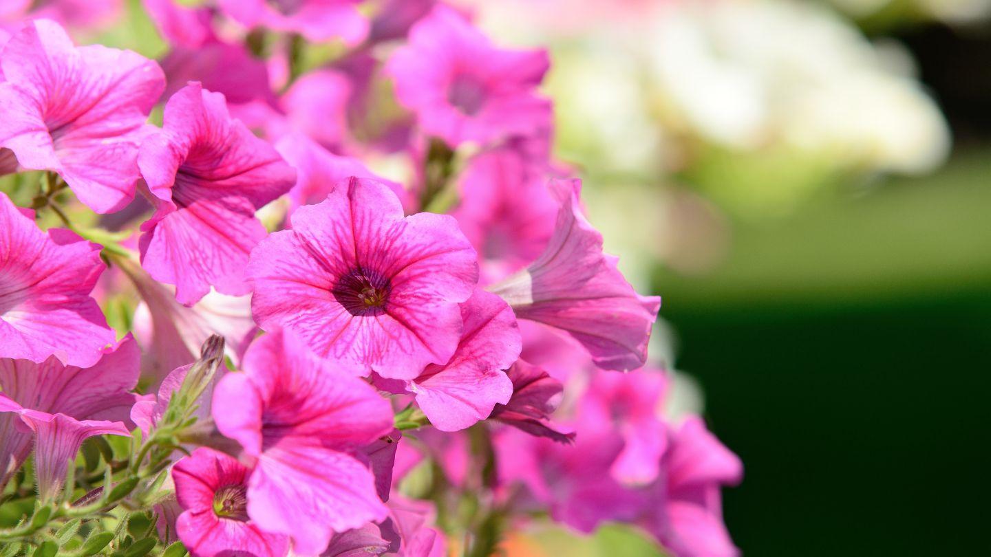 Plants_that_Starts_with_P_Petunia