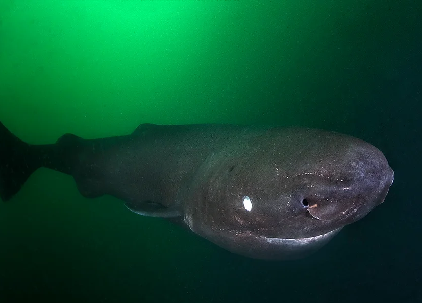 Plants_to_Animals_that_Starts_with_P_Pacific_Sleeper_Shark