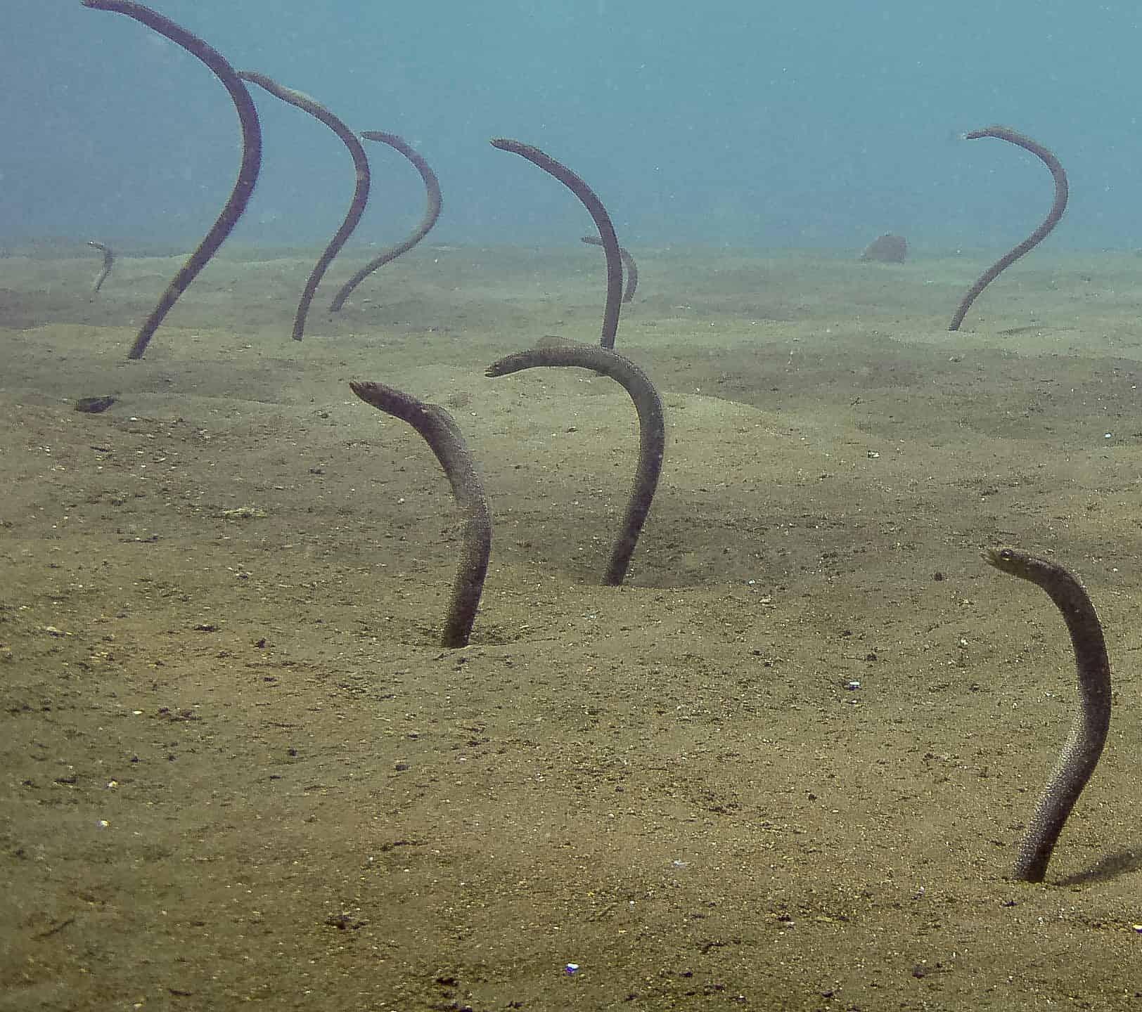 Plants_to_Animals_that_Starts_with_P_Pacific_Spaghetti_Eel