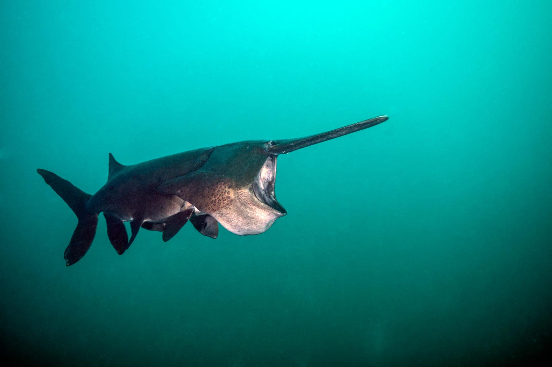 Plants_to_Animals_that_Starts_with_P_Paddlefish