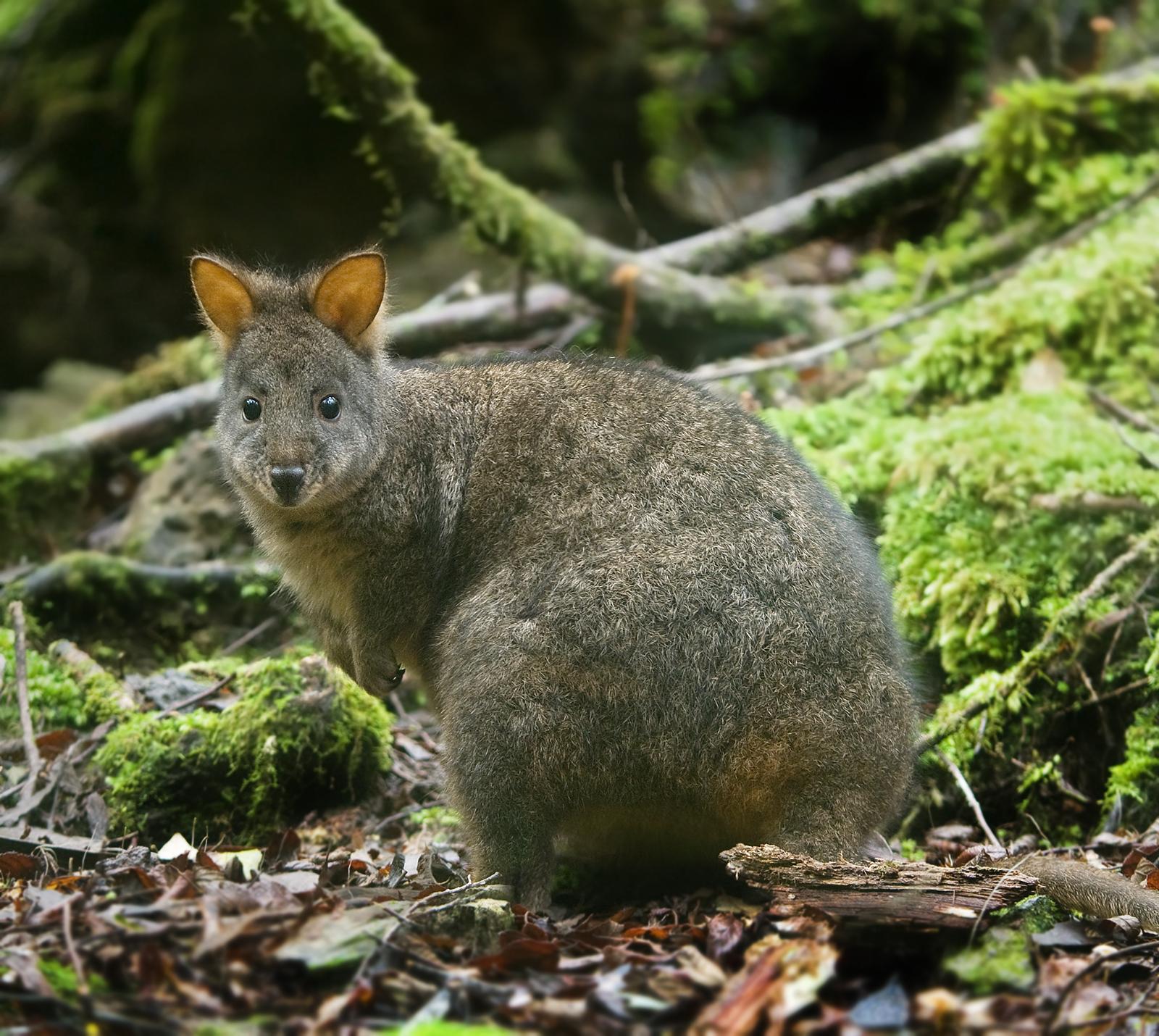 Plants_to_Animals_that_Starts_with_P_Pademelon