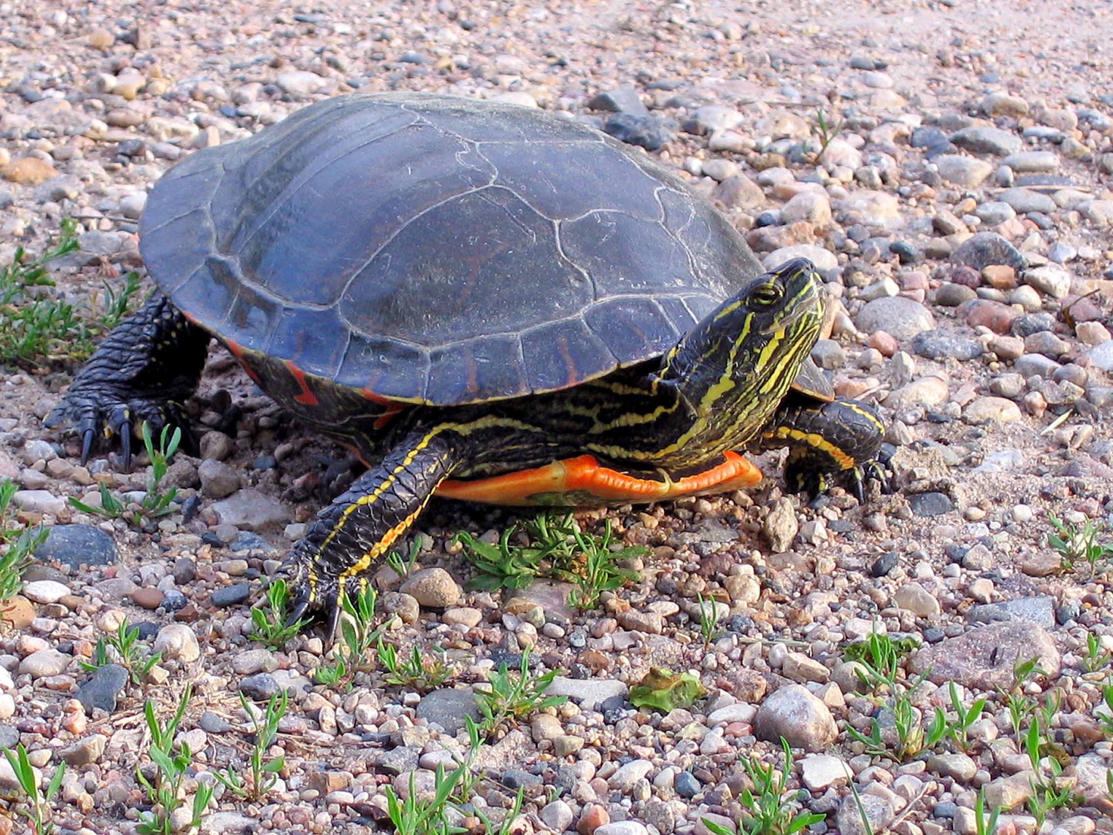 Plants_to_Animals_that_Starts_with_P_Painted_Turtle