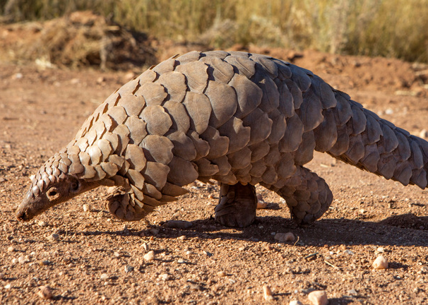 Plants_to_Animals_that_Starts_with_P_Pangolin