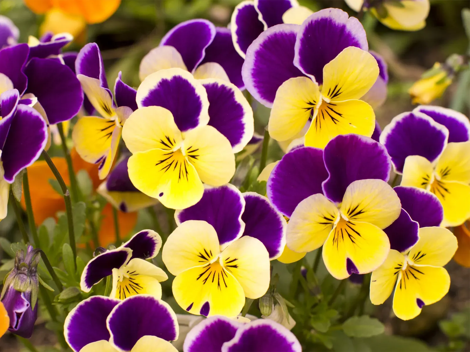 Plants_to_Animals_that_Starts_with_P_Pansy