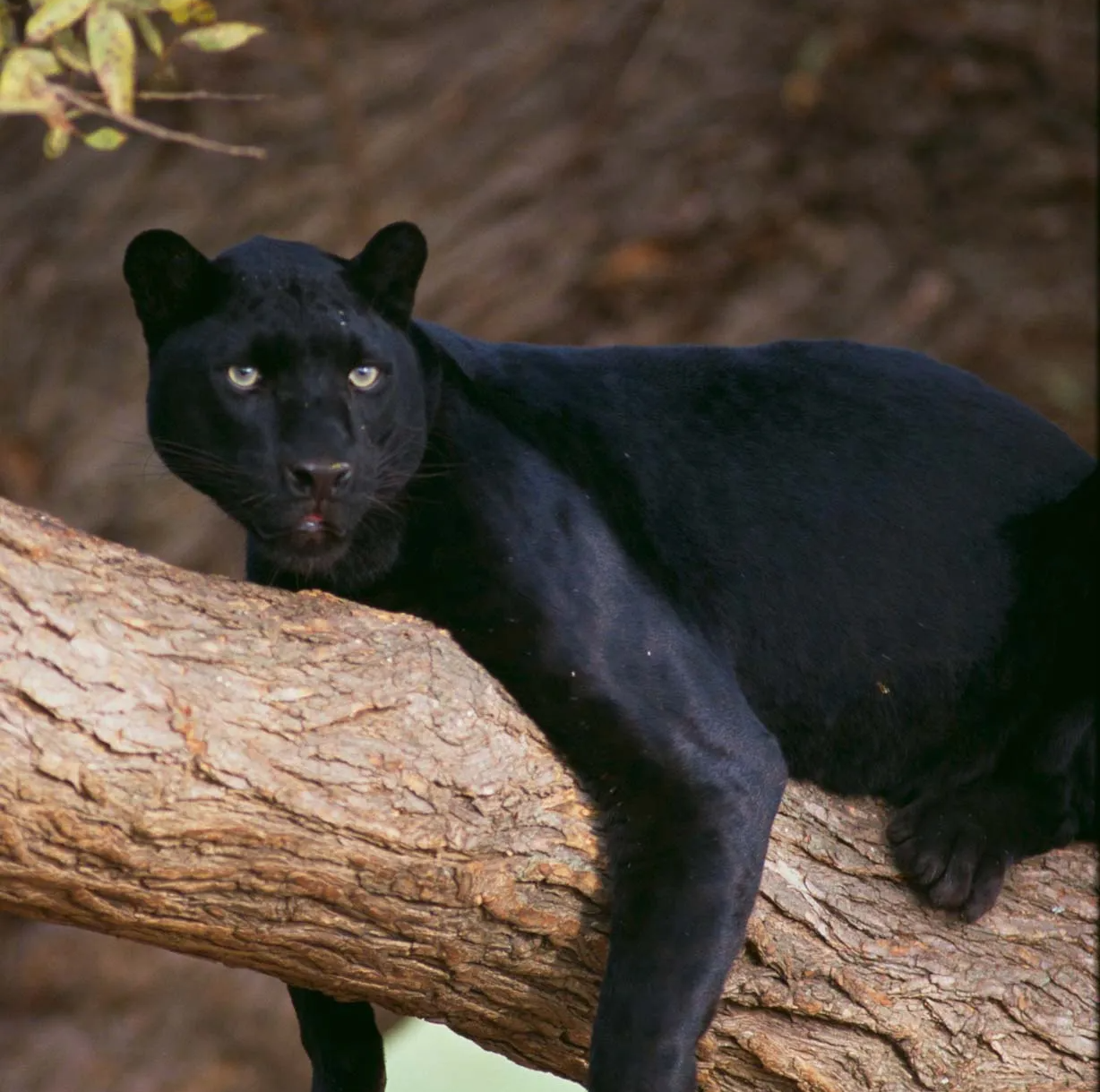 Plants_to_Animals_that_Starts_with_P_Panther