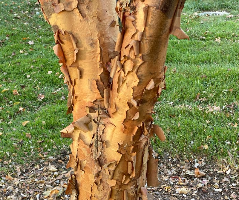 Plants_to_Animals_that_Starts_with_P_Paperbark_Tree