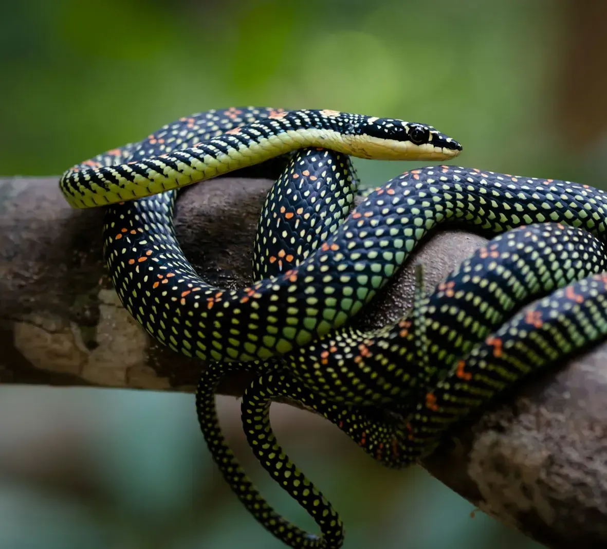 Plants_to_Animals_that_Starts_with_P_Paradise_Flying_Snake