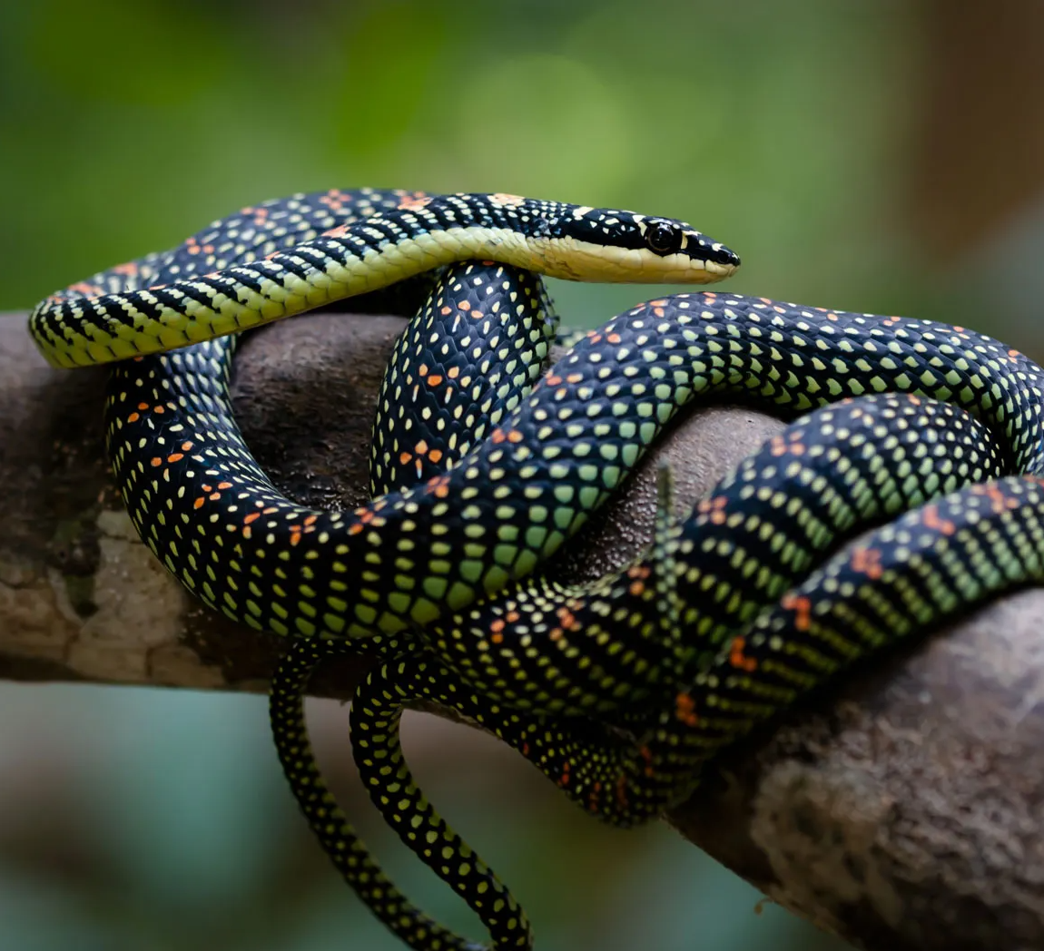 Plants_to_Animals_that_Starts_with_P_Paradise_Tree_Snake