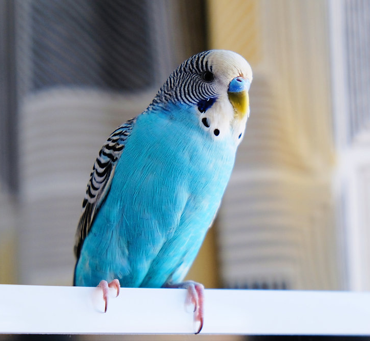 Plants_to_Animals_that_Starts_with_P_Parakeet