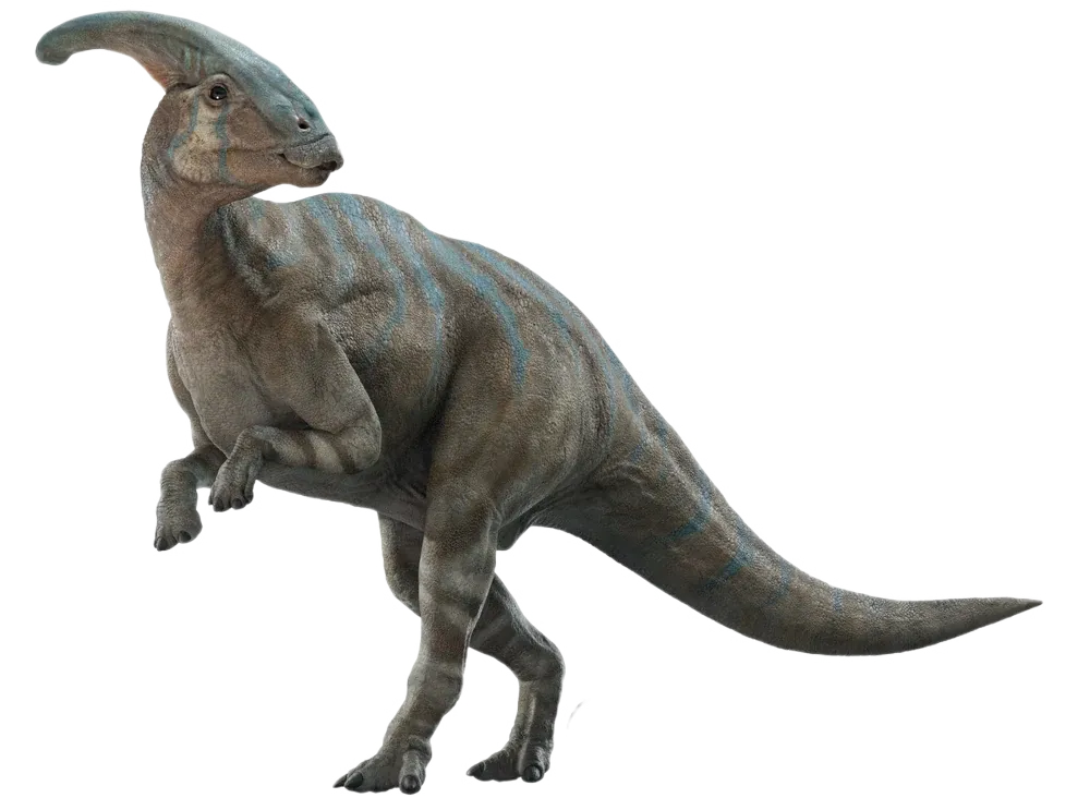 Plants_to_Animals_that_Starts_with_P_Parasaurolophus