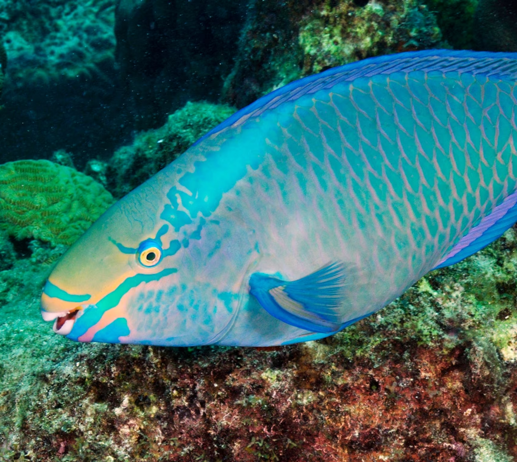 Plants_to_Animals_that_Starts_with_P_Parrotfish