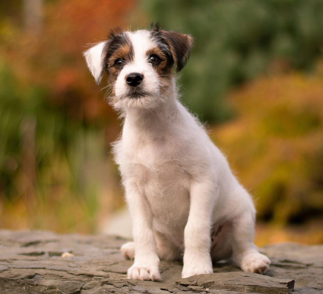 Plants_to_Animals_that_Starts_with_P_Parson_Terrier