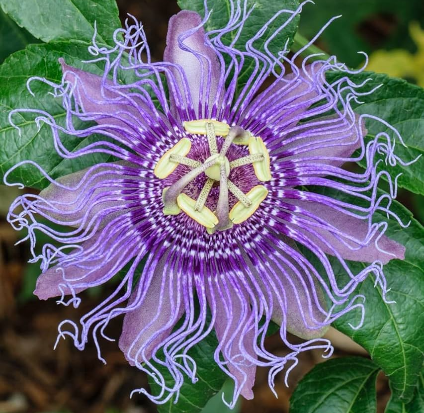 Plants_to_Animals_that_Starts_with_P_Passion_Flower