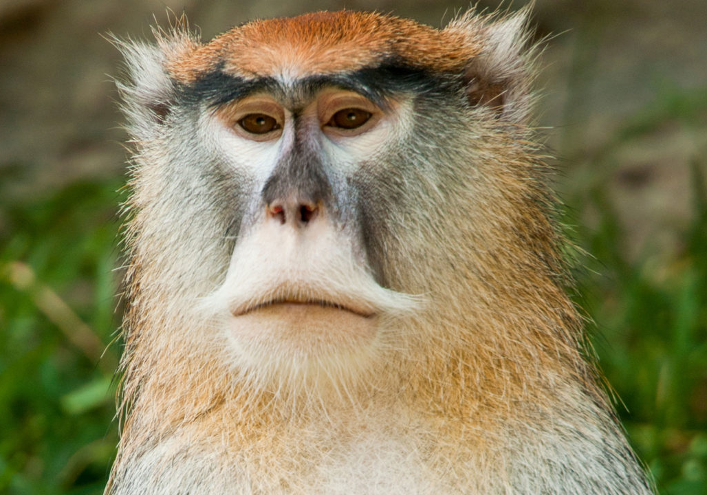 Plants_to_Animals_that_Starts_with_P_Patas_Monkey