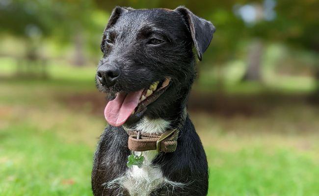 Plants_to_Animals_that_Starts_with_P_Patterdale_Terrier