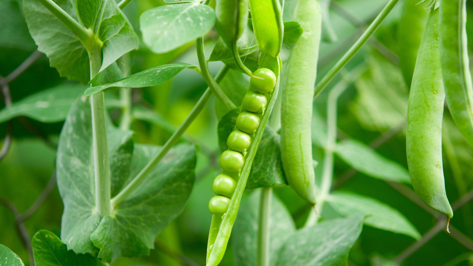 Plants_to_Animals_that_Starts_with_P_Pea