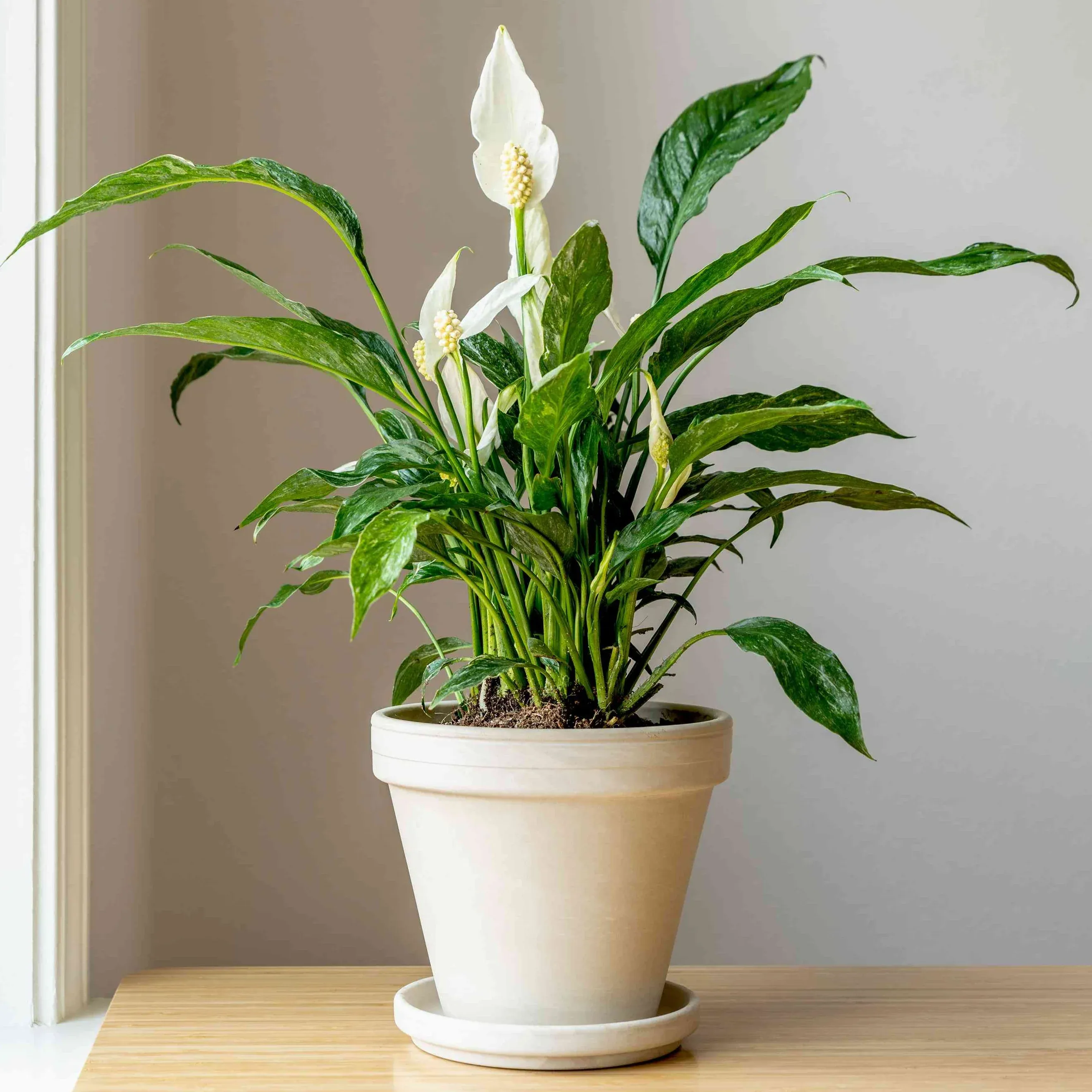 Plants_to_Animals_that_Starts_with_P_Peace_Lily