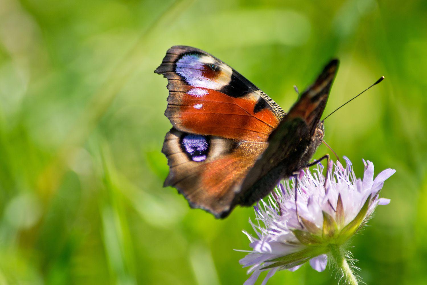 Plants_to_Animals_that_Starts_with_P_Peacock_Butterfly