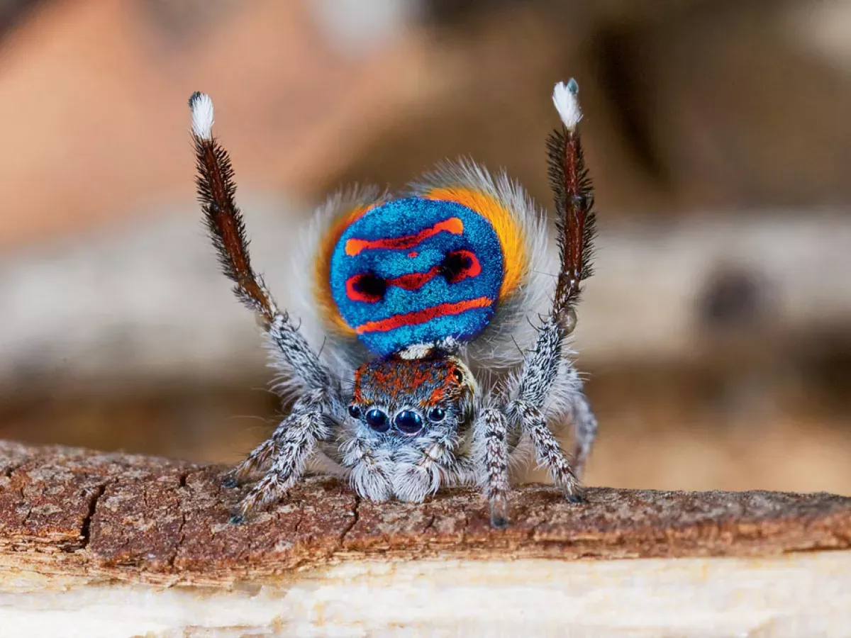 Plants_to_Animals_that_Starts_with_P_Peacock_Spider