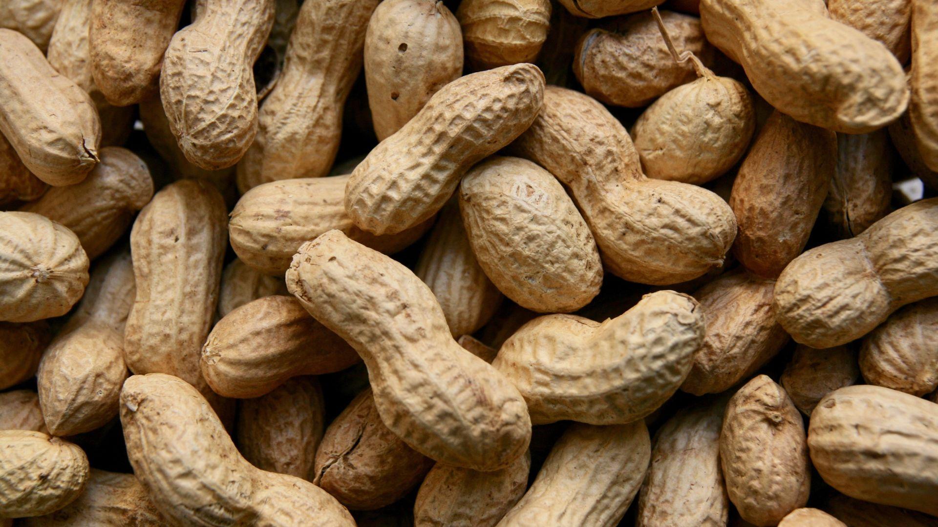 Plants_to_Animals_that_Starts_with_P_Peanut