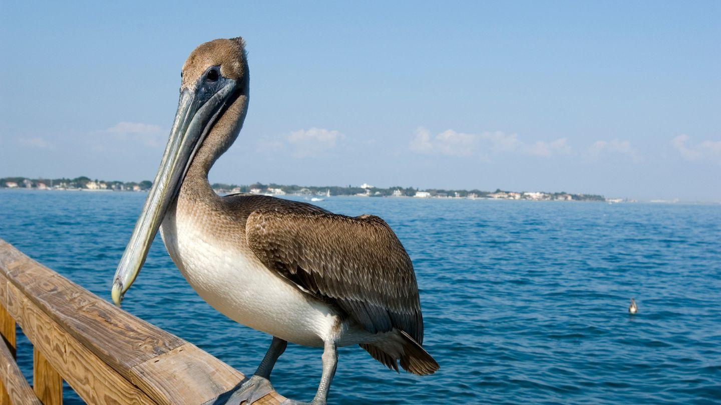 Plants_to_Animals_that_Starts_with_P_Pelican