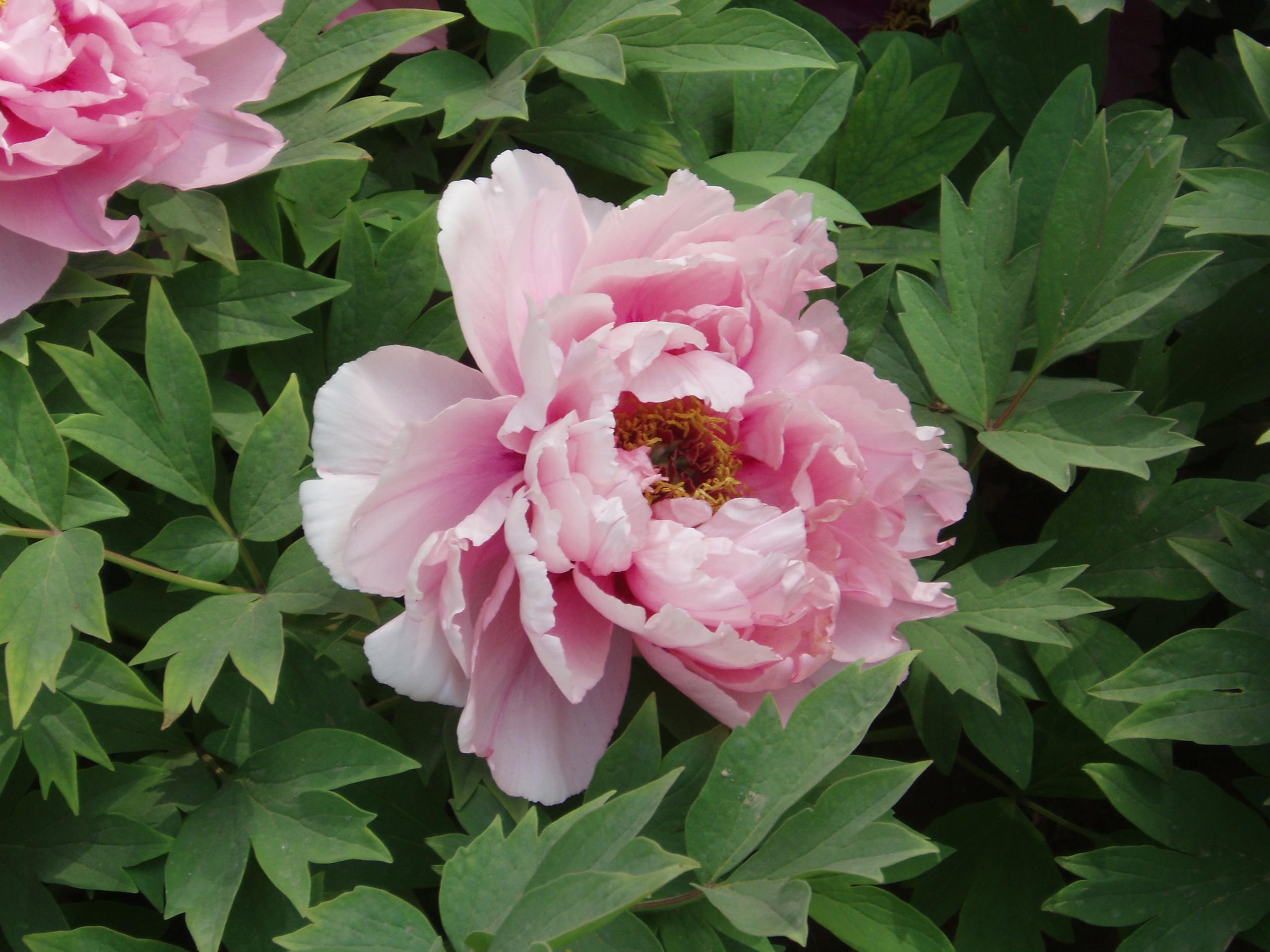 Plants_to_Animals_that_Starts_with_P_Peony