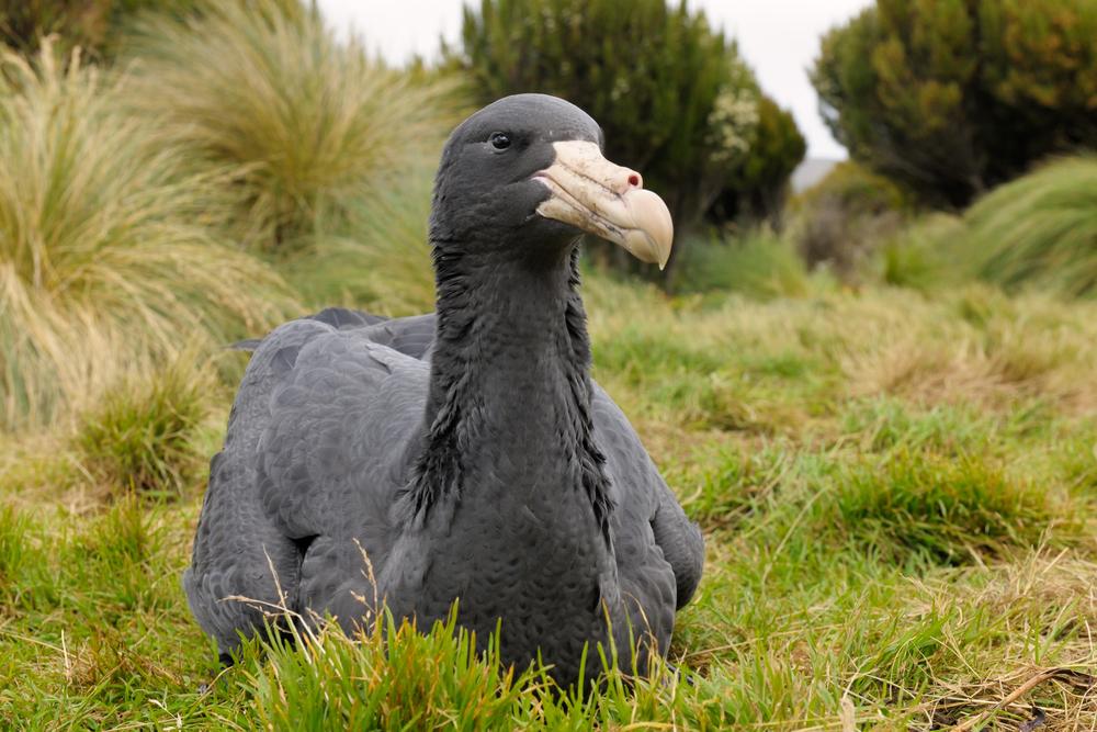 Plants_to_Animals_that_Starts_with_P_Petrel