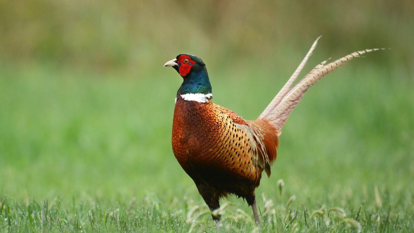 Plants_to_Animals_that_Starts_with_P_Pheasant