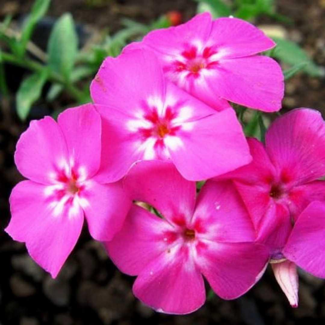 Plants_to_Animals_that_Starts_with_P_Phlox