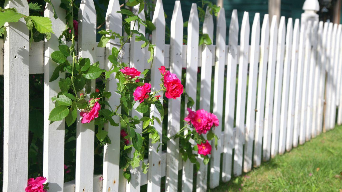 Plants_to_Animals_that_Starts_with_P_Picket_fence