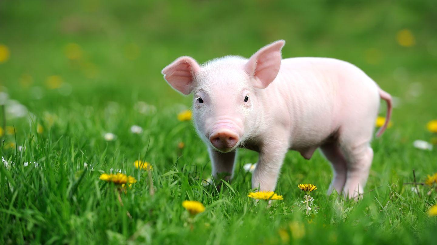 Plants_to_Animals_that_Starts_with_P_Pig