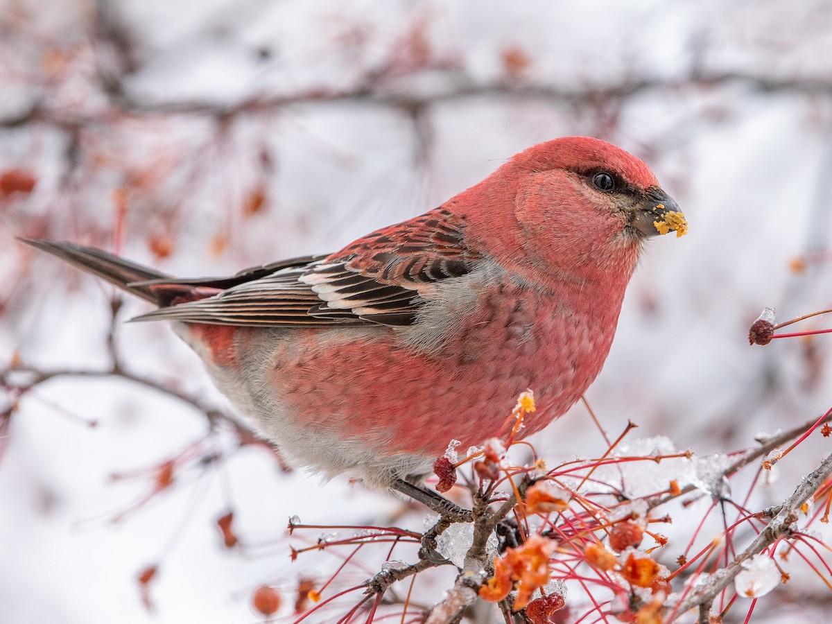 Plants_to_Animals_that_Starts_with_P_Pine_Grosbeak