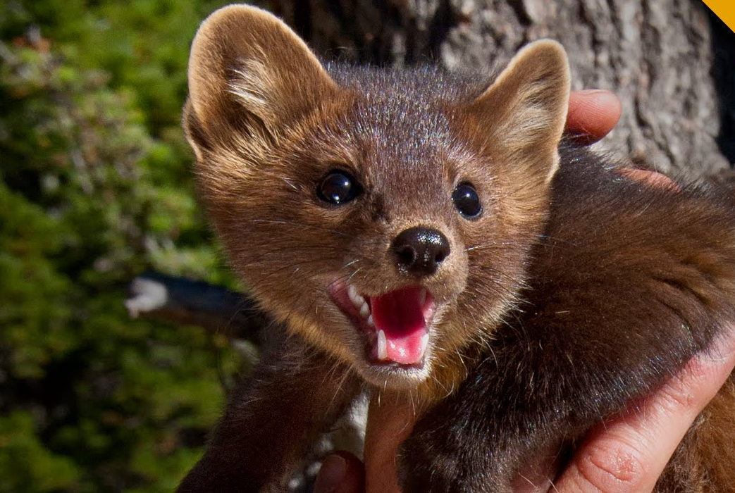 Plants_to_Animals_that_Starts_with_P_Pine_Marten