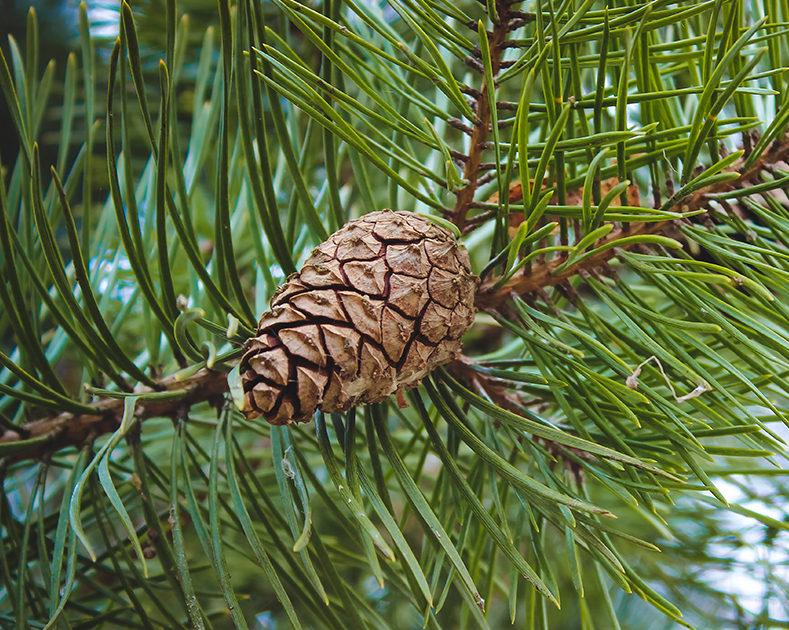 Plants_to_Animals_that_Starts_with_P_Pine_Tree