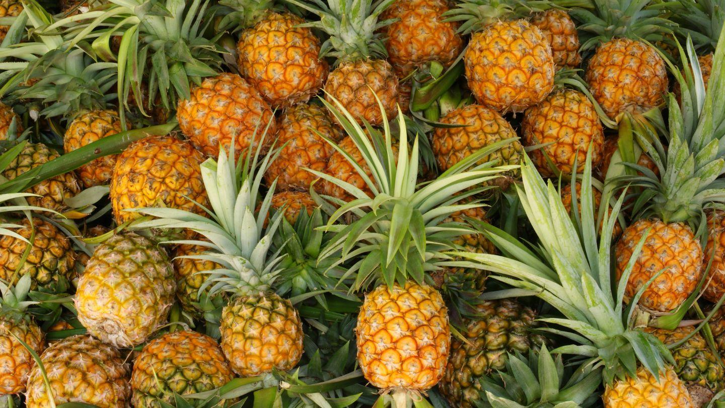 Plants_to_Animals_that_Starts_with_P_Pineapple