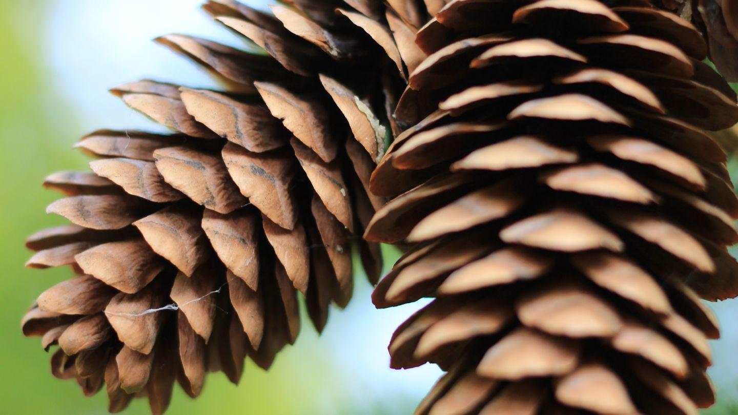 Plants_to_Animals_that_Starts_with_P_Pinecone