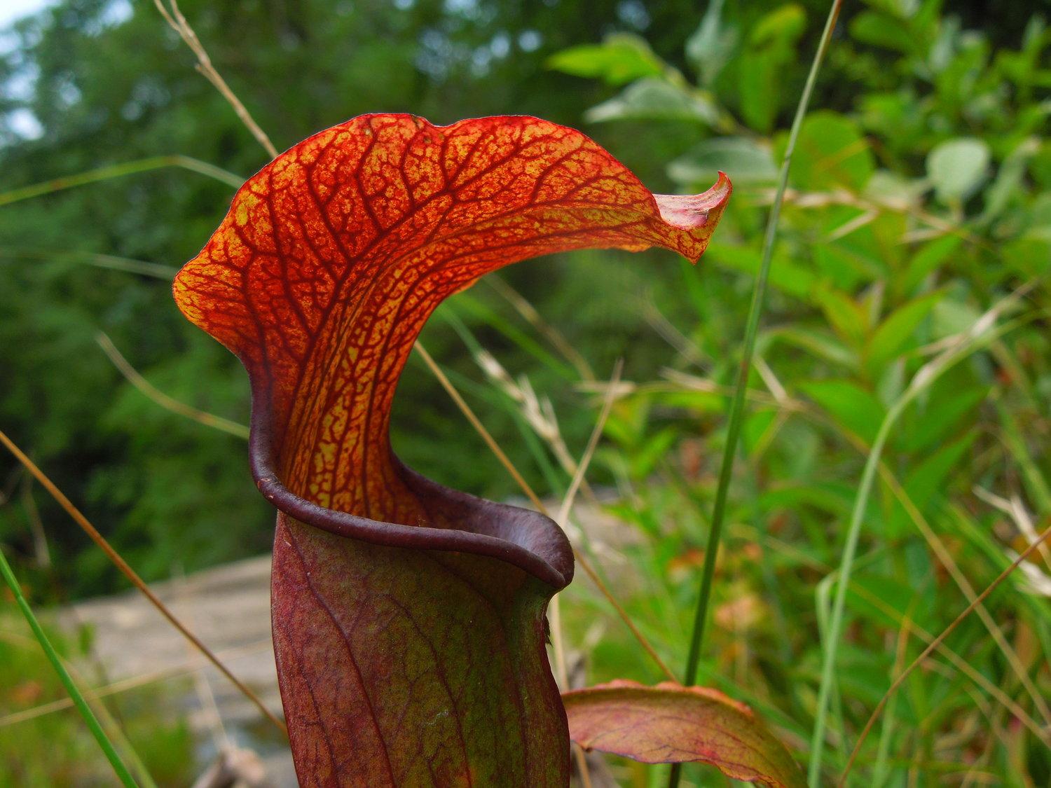 Plants_to_Animals_that_Starts_with_P_Pitcher_Plant