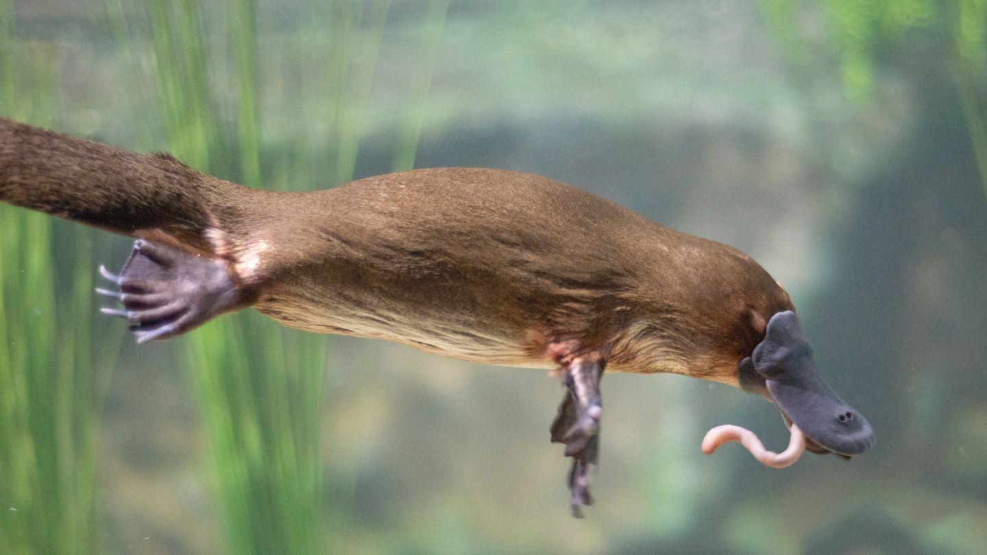 Plants_to_Animals_that_Starts_with_P_Platypus