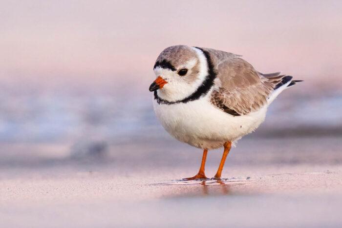 Plants_to_Animals_that_Starts_with_P_Plover