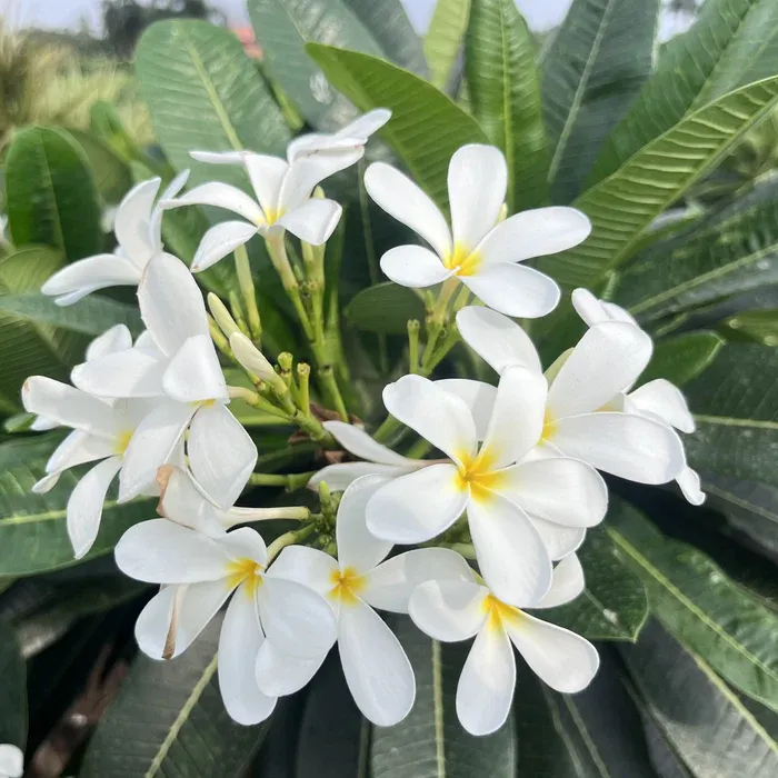 Plants_to_Animals_that_Starts_with_P_Plumeria