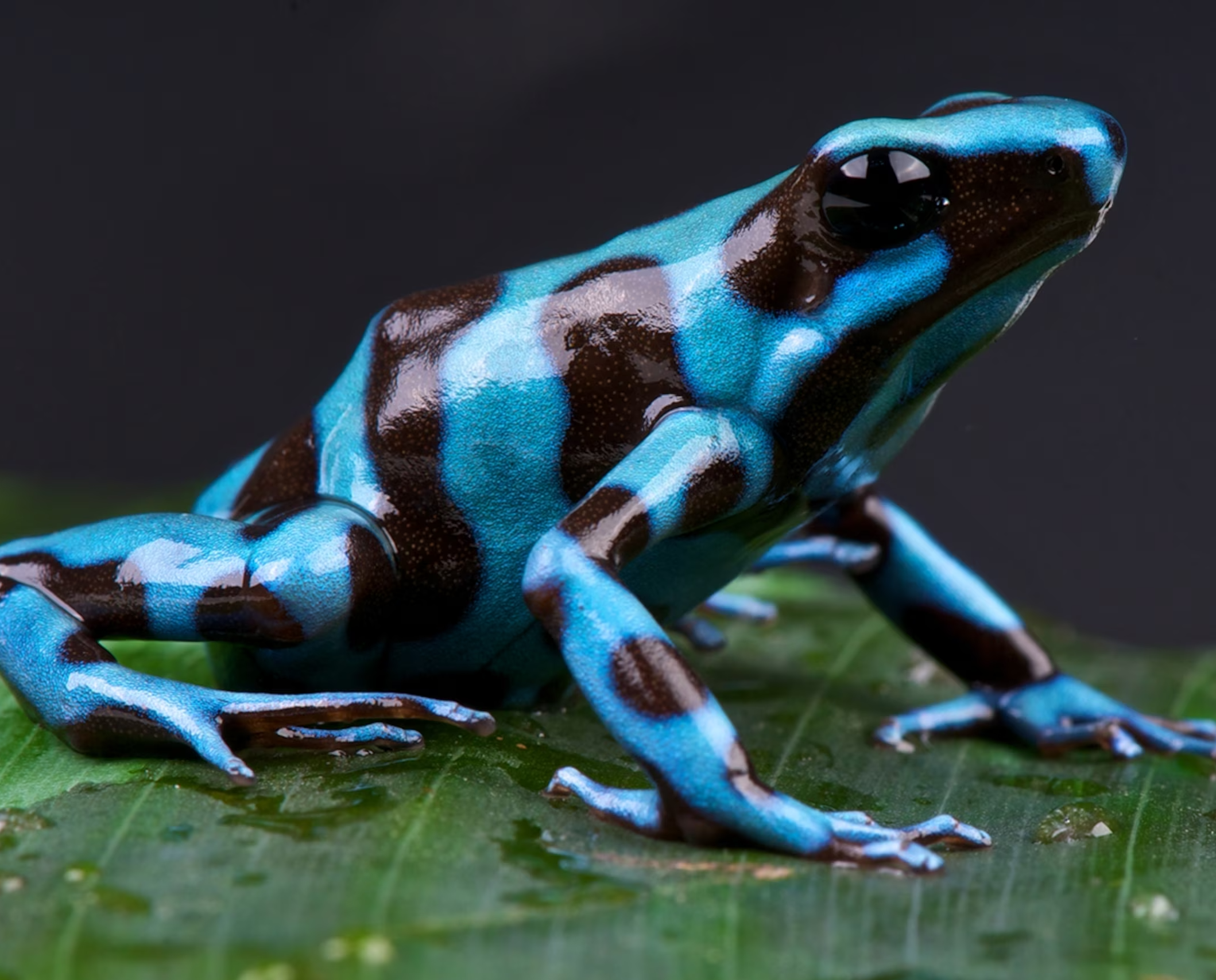 Plants_to_Animals_that_Starts_with_P_Poison_Dart_Frog