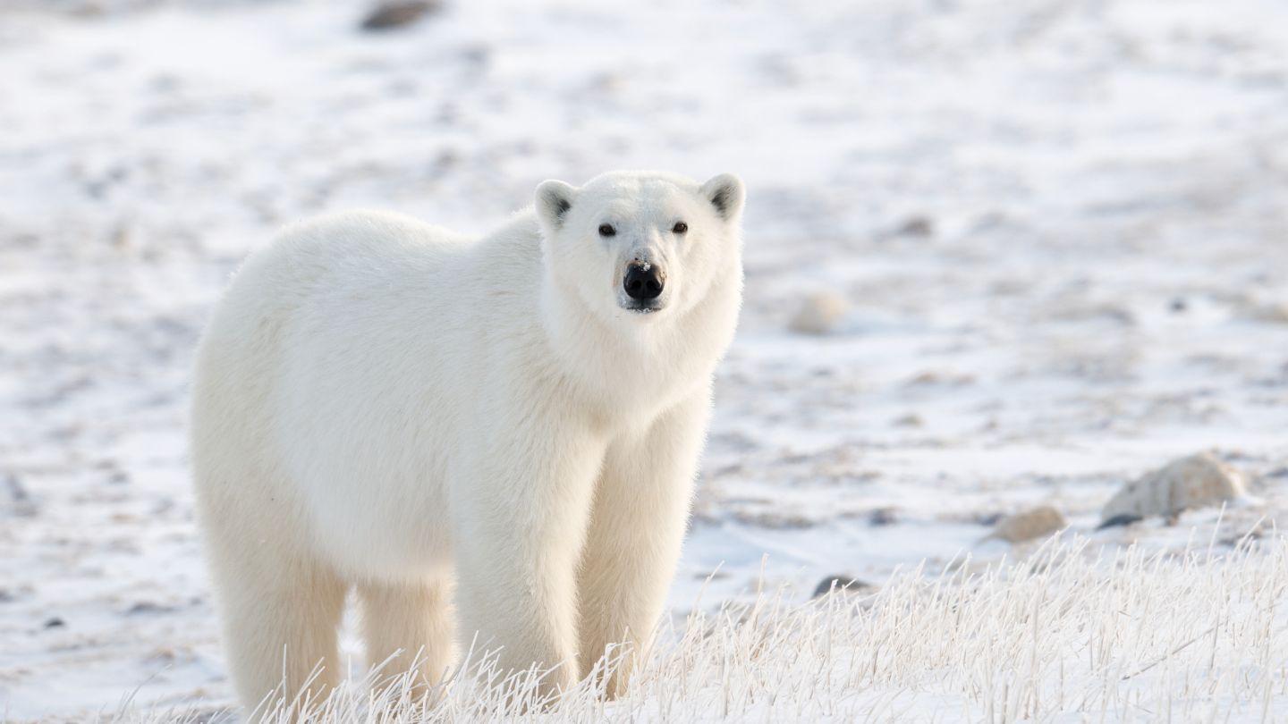 Plants_to_Animals_that_Starts_with_P_Polar_Bear