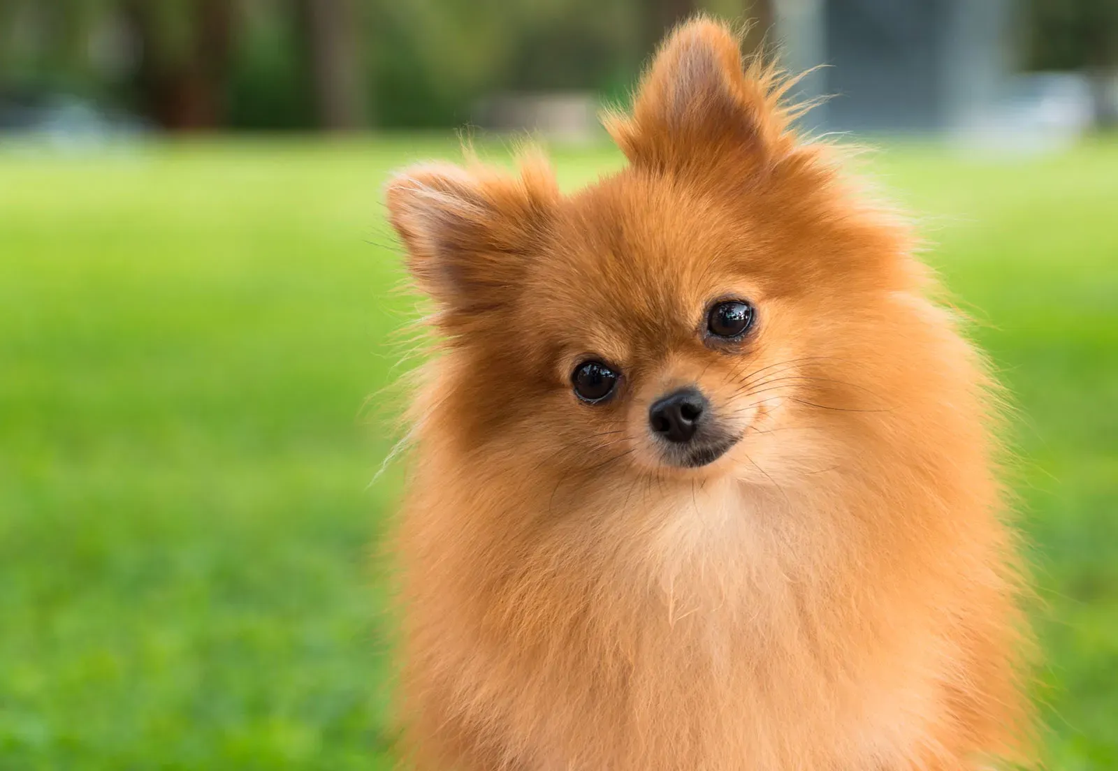 Plants_to_Animals_that_Starts_with_P_Pomeranian