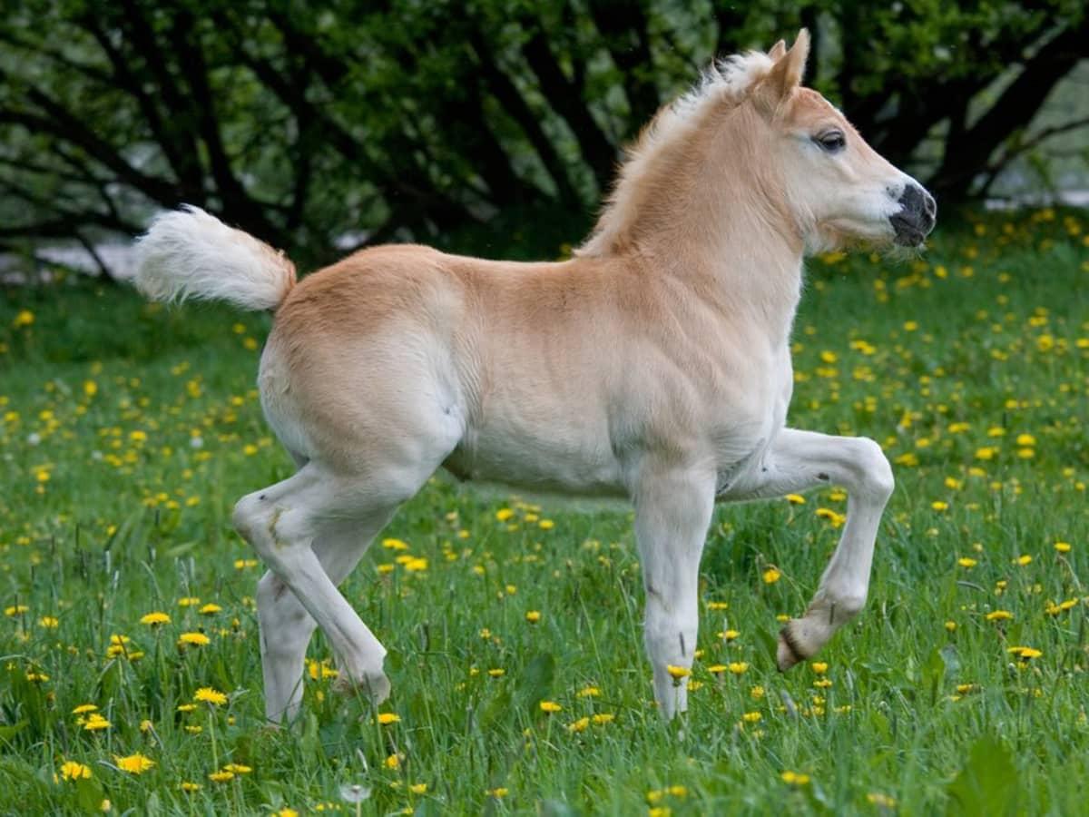 Plants_to_Animals_that_Starts_with_P_Pony