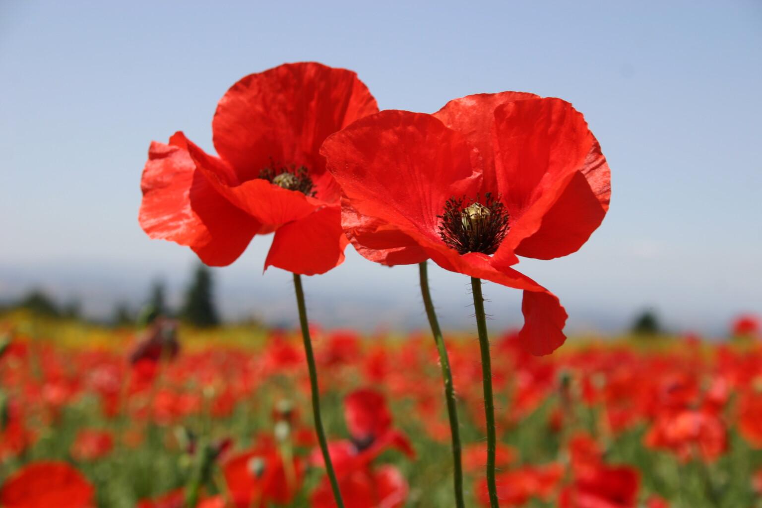 Plants_to_Animals_that_Starts_with_P_Poppy