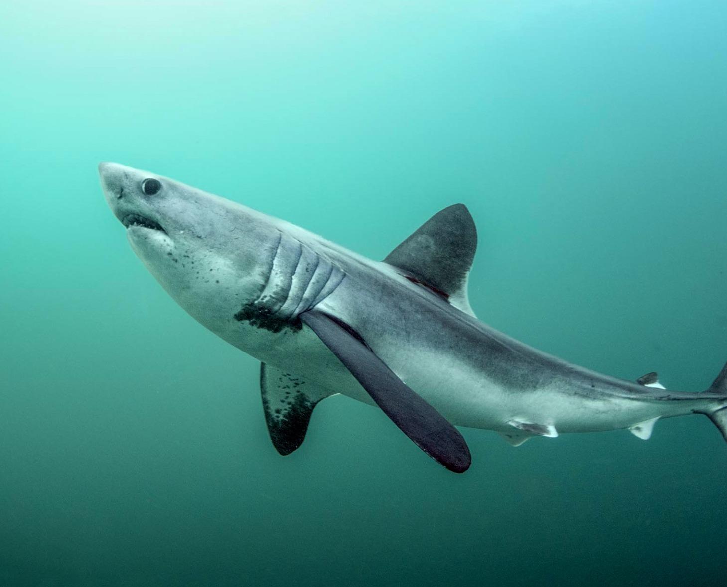 Plants_to_Animals_that_Starts_with_P_Porbeagle_Shark