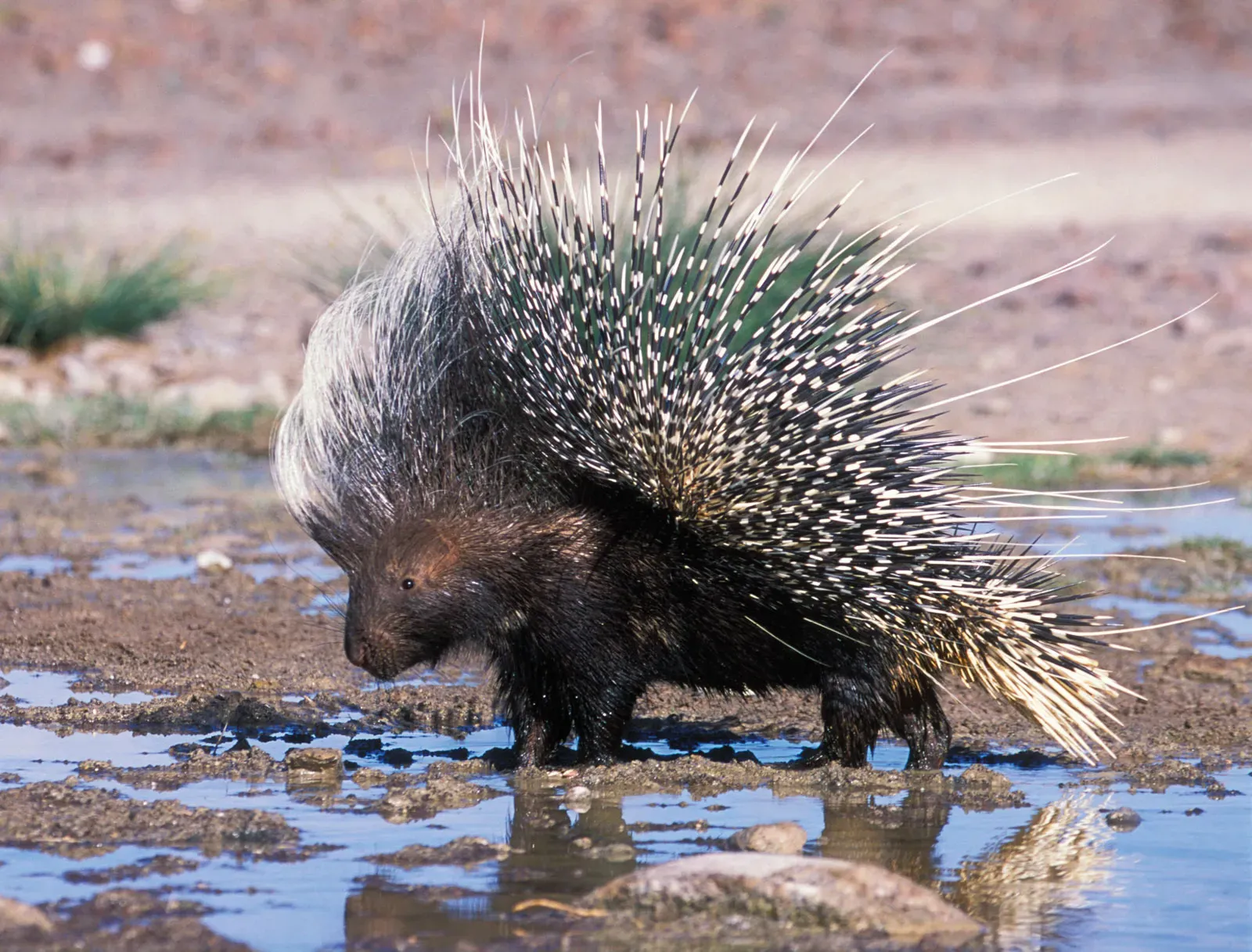 Plants_to_Animals_that_Starts_with_P_Porcupine