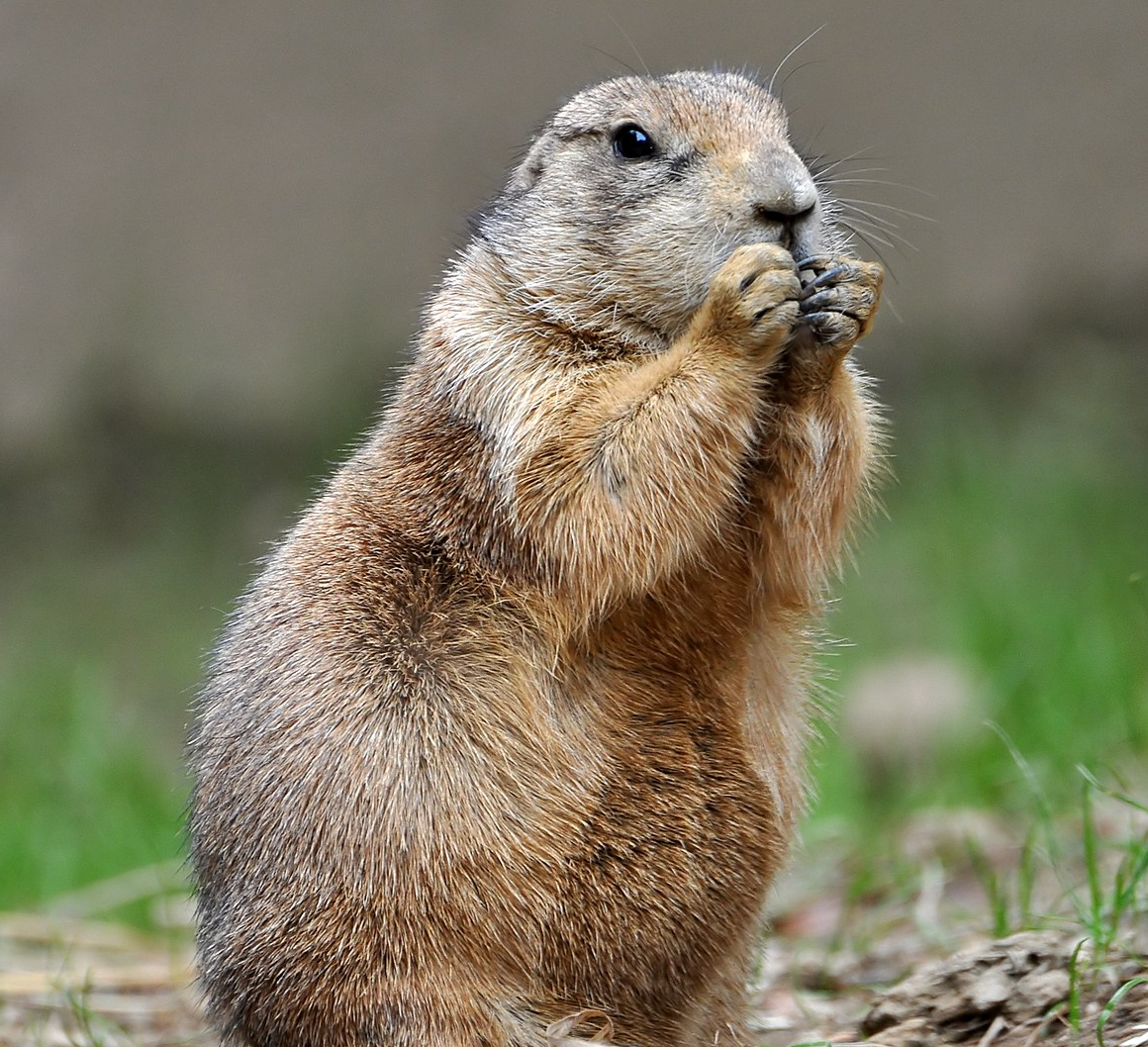 Plants_to_Animals_that_Starts_with_P_Prairie_Dog